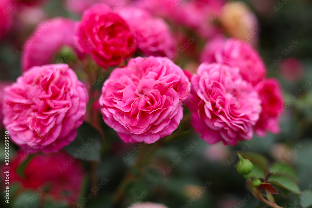 Fototapeta premium Beautiful pink roses blooming in the garden.