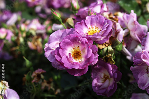 Beautiful purple roses blooming in the garden.