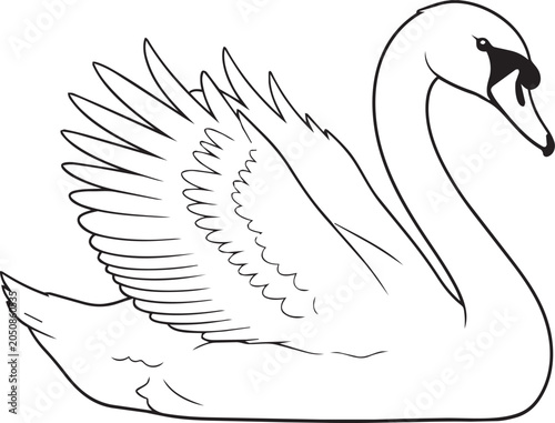 Black and white swan illustration with wings spread