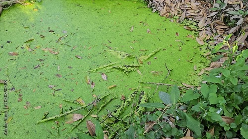 Close-up of duckweed-covered pond surface with floating leaves and natural wetland vegetation.