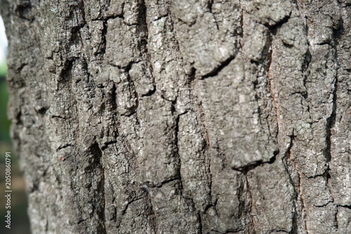 Close-Up of Rough Tree Bark Texture Natural Background