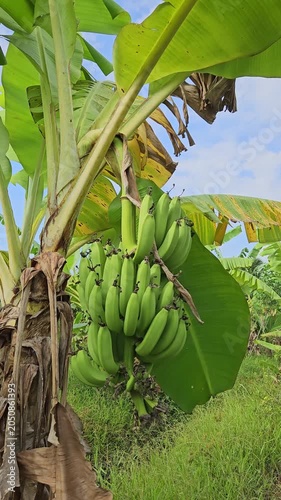 Low angle shot of a large bunch of ripening green bananas hanging on a banana tree.