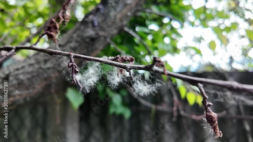 This is high-quality slow-motion footage focusing on a bare tree branch. Delicate white fluff and cobwebs are caught on the dry twigs, gently swaying. The background features blurred green foliage.