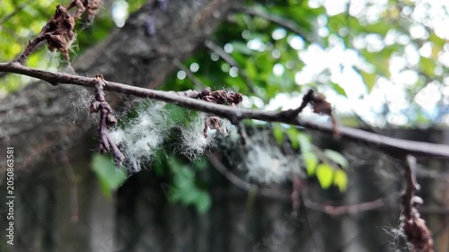 This is high-quality slow-motion footage focusing on a bare tree branch. Delicate white fluff and cobwebs are caught on the dry twigs, gently swaying. The background features blurred green foliage.