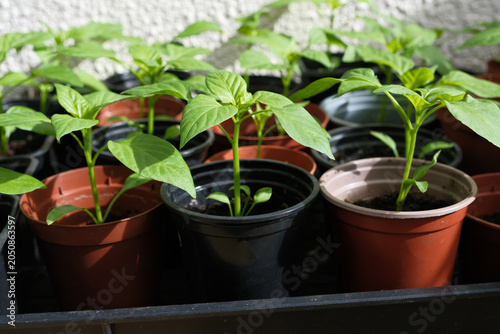 Young Pepper Plant Seedlings Growing in Small Plastic Pots Arranged in a Nursery Tray