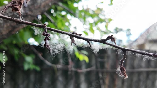 This is high-quality slow-motion footage focusing on a bare tree branch. Delicate white fluff and cobwebs are caught on the dry twigs, gently swaying. The background features blurred green foliage.