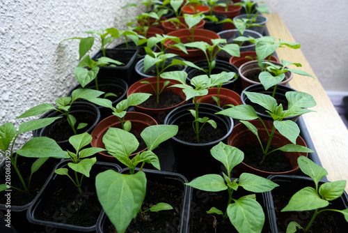 Many Young Green Pepper Seedlings Growing in Small Plastic Pots Arranged on Propagation Trays