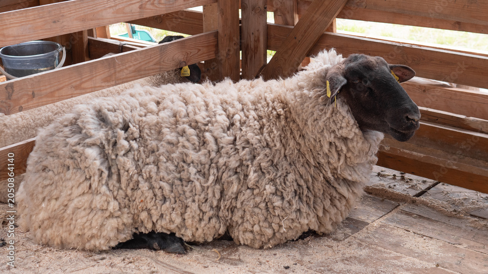 Naklejka premium A woolly sheep with a dark face lies on the floor of a rustic wooden livestock pen, with fencing, strawless boards, and soft natural daylight creating a simple farm scene