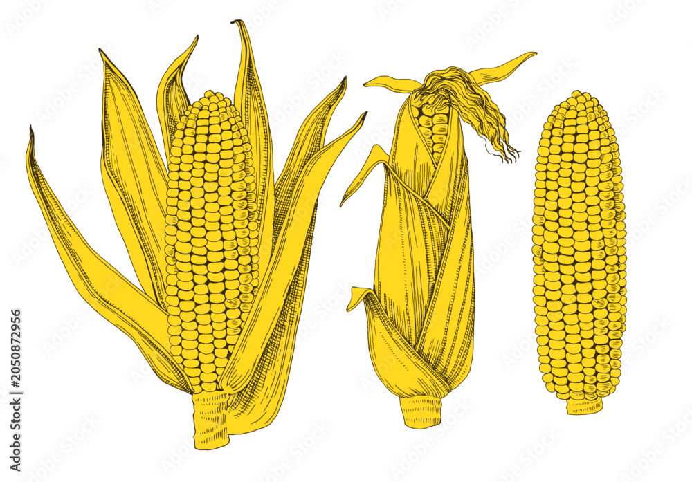 Obraz premium Corn cobs hand drawn vector illustration