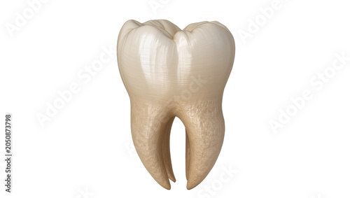 Obraz na plátně Human molar tooth with two roots, enamel and dentin visible