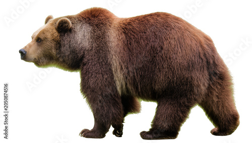 Schilderij op canvas Brown bear standing profile view