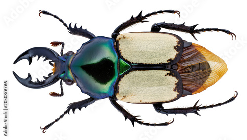 Fotografia Goliath beetle with iridescent blue-green carapace and cream elytra