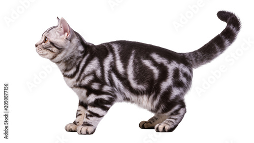 Quadro su tela Silver tabby American Shorthair cat standing profile view