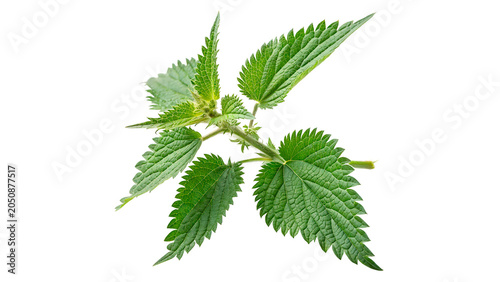Quadro em tela Fresh green stinging nettle plant branch with vibrant leaves isolated on transpa