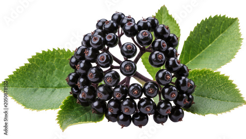 Foto Cluster of ripe black elderberries with green leaves