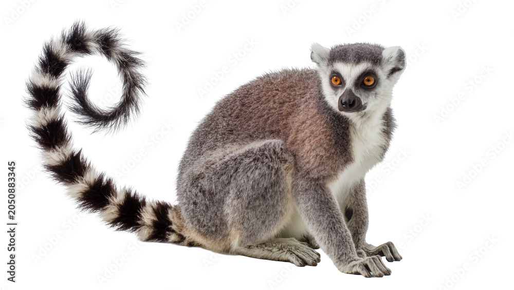 Fototapeta premium Ring-tailed lemur with striking orange eyes and bushy striped tail