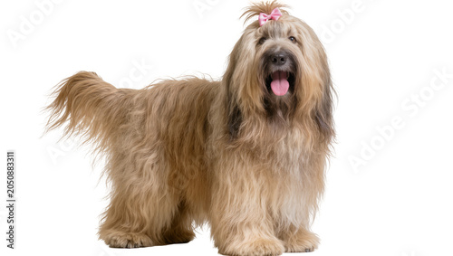 Obraz na płótnie Fluffy Tibetan Terrier dog with pink bow on head, panting