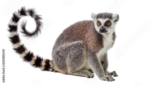 Foto Ring-tailed lemur with striking orange eyes and bushy striped tail