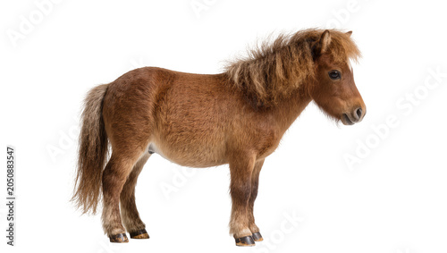 Schilderij op canvas Brown miniature horse standing profile view