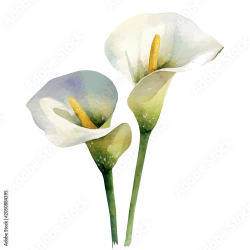 Foto watercolor of Arum Lily, vector, isolated on a white background.