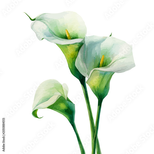 Bild auf Leinwand Arum Lily, watercolor drawing vector, isolated on a white background
