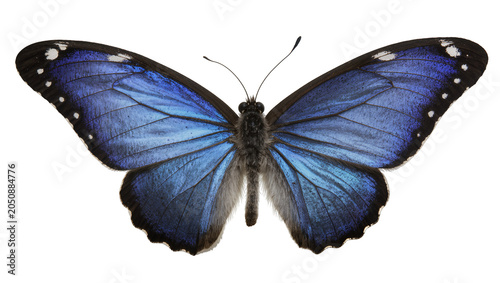 Obraz na płótnie Blue Morpho Butterfly with Iridescent Wings and White Spots