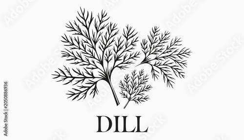 Fotografía Very beautiful black-and-white engraved vector illustration featuring delicate dill fronds with a classic engraved label reading DILL, isolated on white background