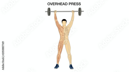 Animation of Educational infographic of overhead press exercise, labeling human muscle and bone anatomy in action during barbell weightlifting training isolated on white background, Anatomy of human