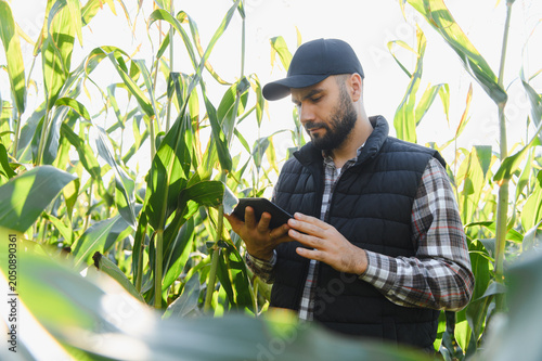 Obraz na plátně Farmer analyzing cornfield data using digital tablet