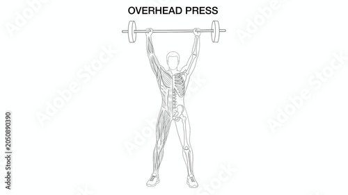 Animation of Educational infographic of overhead press exercise, labeling human muscle and bone anatomy in action during barbell weightlifting training isolated on white background, Anatomy of human