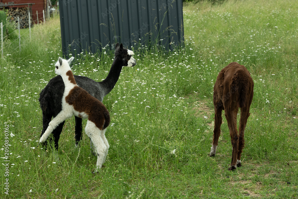 Fototapeta premium alpaka tier natur lama familie