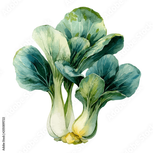 Фотография watercolor of Bok Choy, vector, isolated on a white background.