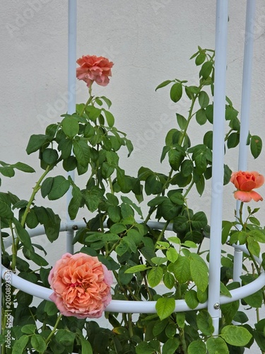 Pink roses in the garden of pink roses. Blooming Roses on the Bush. Growing roses in the garden.	