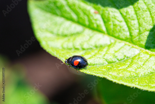 A vivid seven-spot ladybug on a fresh green potato leaf in the garden.