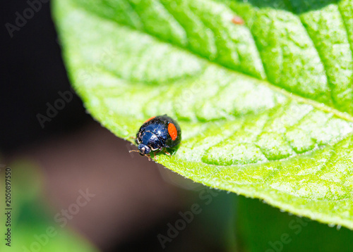 A vivid seven-spot ladybug on a fresh green potato leaf in the garden.
