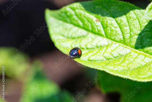 A vivid seven-spot ladybug on a fresh green potato leaf in the garden.