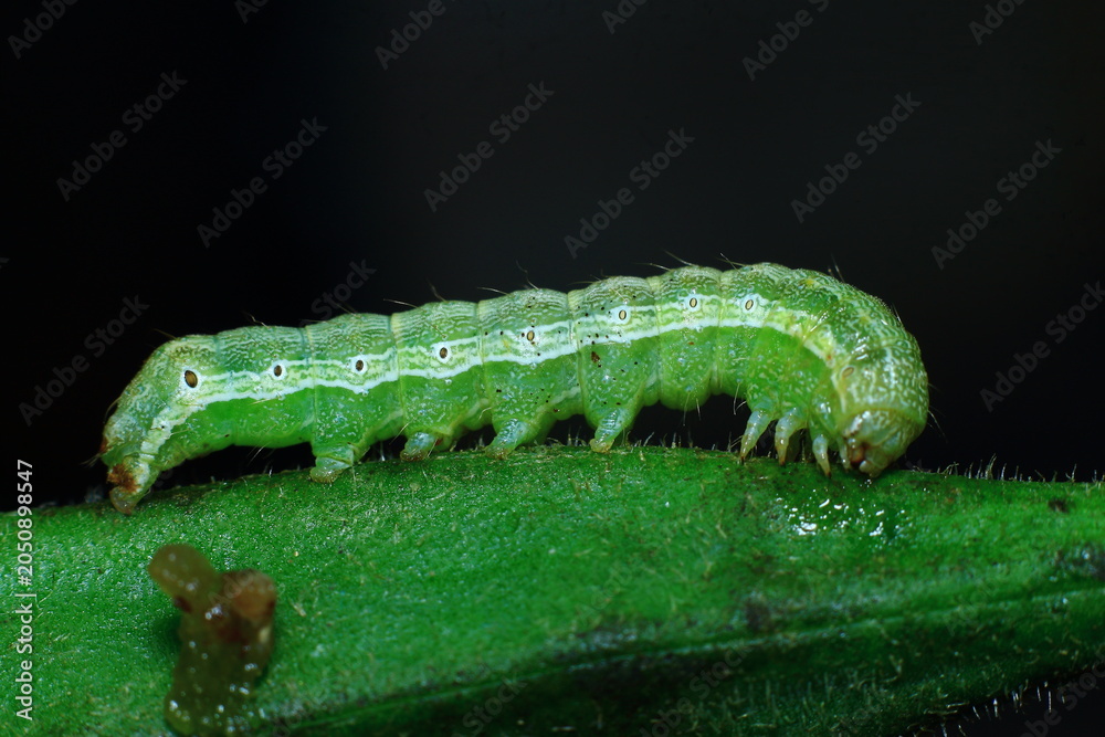 Fototapeta premium green Caterpillar eating ladies finger Close-Up Macro photography Nature Background