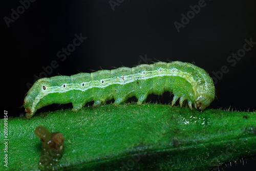 green Caterpillar eating ladies finger Close-Up Macro photography Nature Background