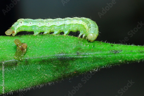 green Caterpillar eating ladies finger Close-Up Macro photography Nature Background