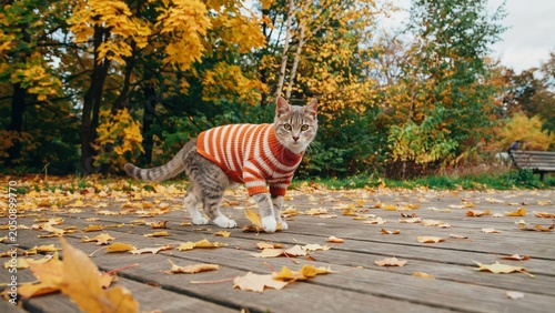 cat in autumn park