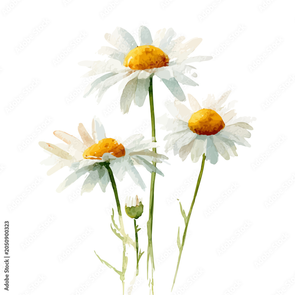 Fototapeta premium Chamomile, watercolor drawing vector, isolated on a white background.