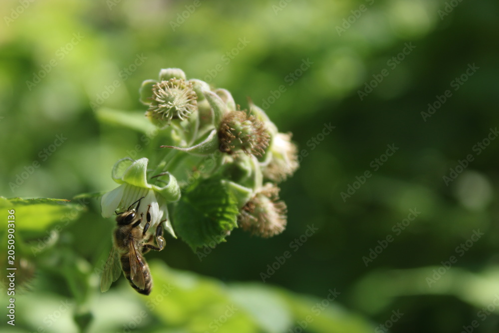 Fototapeta premium Bee Collecting Nectar From a Flower in a Garden During Daylight Hours in Summer