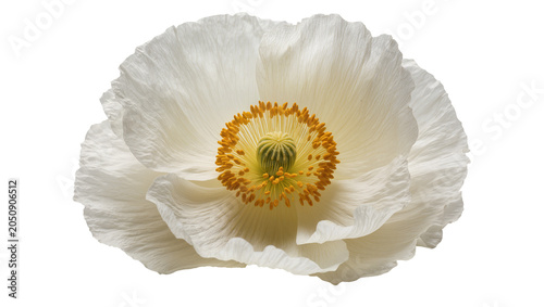 Photos White poppy flower with delicate ruffled petals and yellow center