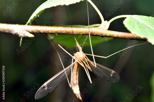 The crane fly. Adults feed on nectar or dew, and their lifespan is very short.