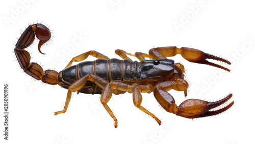 Foto Scorpion with segmented tail and pincers on white