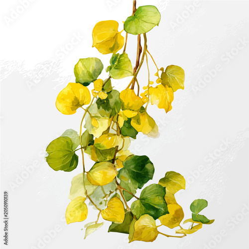Tableau sur toile Creeping Jenny, watercolor illustration vector, isolated on a white background