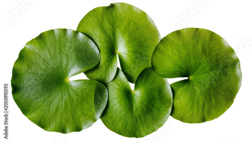 Schilderij op canvas Green lily pads overlapping on white
