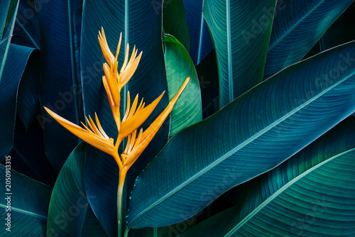 Tropical flower Heliconia in exotic garden with vibrant orange and blue tones