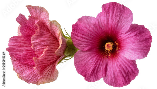 Φωτογραφία Two vibrant pink hibiscus flowers with detailed petals and yellow stamens