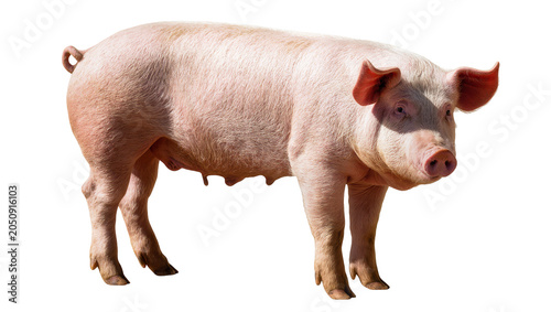 Canvastavla Pink pig with curly tail standing on white